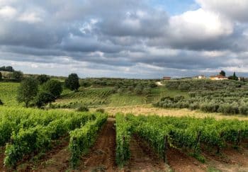 A scenic vineyard in Siena, Tuscany, showcasing lush vines under a dramatic cloudy sky.