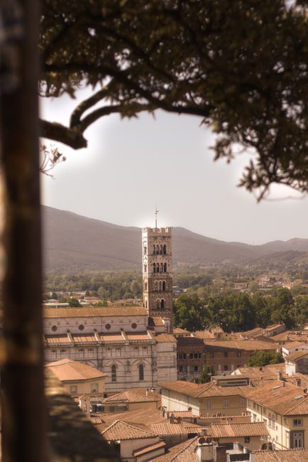 Breathtaking view of Cathedral of San Martino framed by trees in Lucca, Tuscany, Italy.