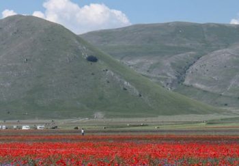 A vibrant field of red poppies and blue flowers in Castelluccio, Umbria, Italy, with a paraglider and rolling hills.