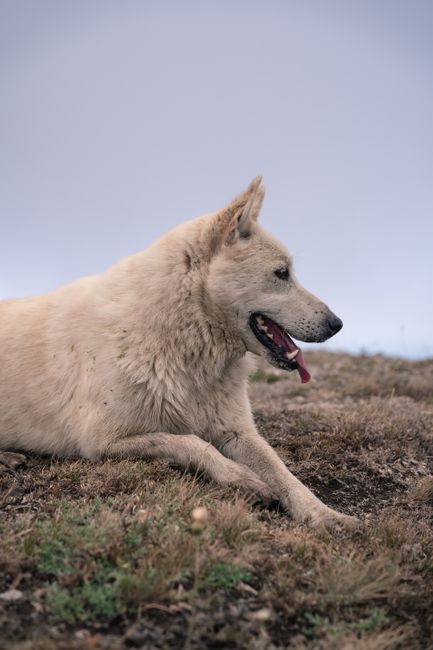 A white dog rests on a grassy field, exuding a sense of tranquility and companionship.