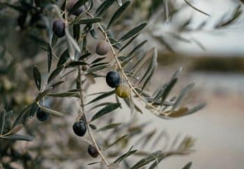 A detailed view of an olive branch showcasing fresh black and green olives.