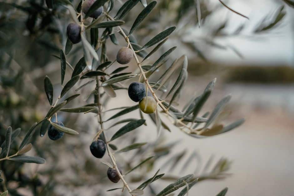 A detailed view of an olive branch showcasing fresh black and green olives.