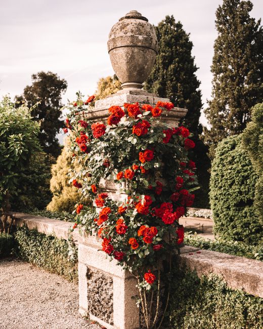 Beautiful red roses climbing a stone pillar in Stresa, Piedmont, Italy.