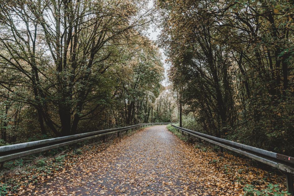 A tranquil rural road covered with fall leaves bending through a lush forest on an overcast autumn day.