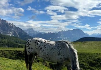 A spotted horse grazes in the scenic Dolomite mountains under a vibrant blue sky.
