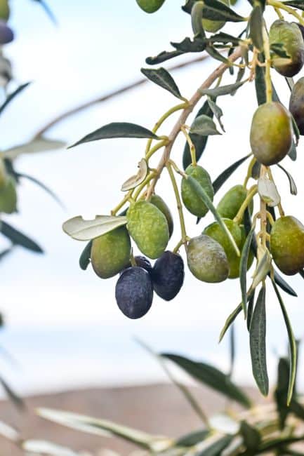 Close-up of ripe olives hanging on a branch with a clear sky background.