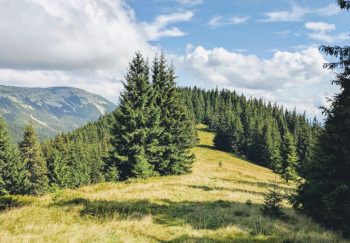 Majestic mountain range with dense pine forest under a bright blue sky.