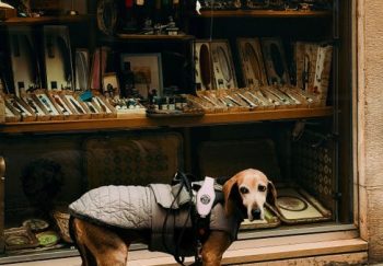 A stylish dog in a coat stands by a quaint Venetian shop, capturing a slice of Italian street life.