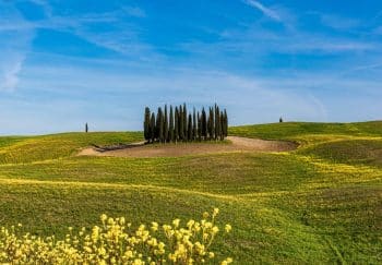 Vibrant spring landscape in Tuscany featuring iconic cypress trees under a clear blue sky.
