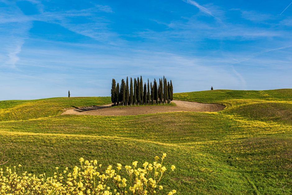 Vibrant spring landscape in Tuscany featuring iconic cypress trees under a clear blue sky.