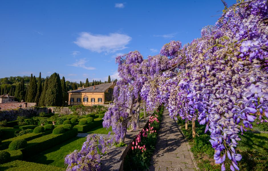 Beautiful spring garden scene with a historic villa and vibrant wisteria blooms under a clear blue sky.