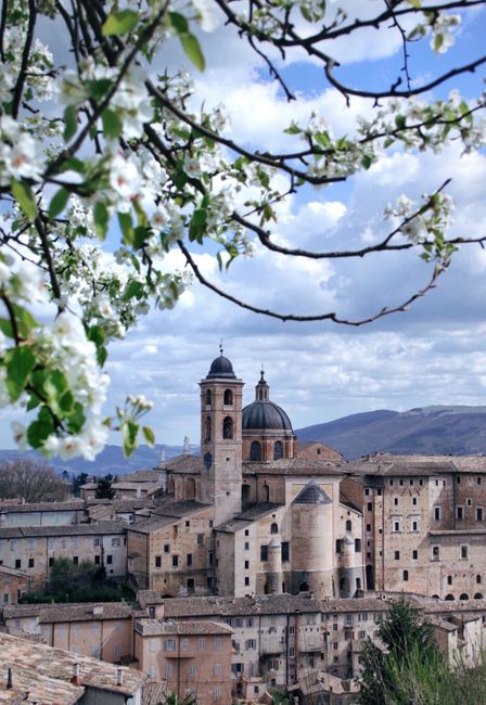Picturesque town of Urbino framed by spring blossoms under a bright sky.