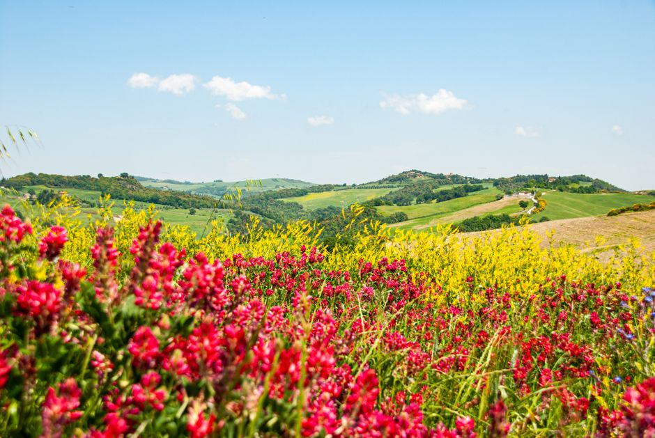 Colorful spring flowers blooming in the rolling hills of Volterra, Tuscany, Italy.